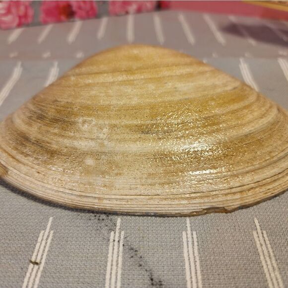 DECOUPAGE CLAM SHELL DECOUPAGE BLUE CASTLE ON A CLAM SHELL TRINKET DISH - Picture 10 of 10